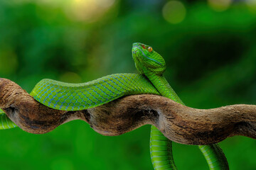 green viper on branch