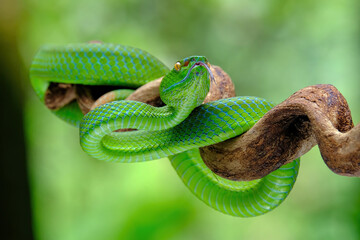 green viper on branch