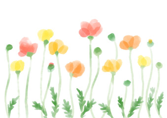 Fototapeta na wymiar 並んで咲く優しいポピーの花の水彩イラスト