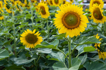 Beautiful sunflower in the field.