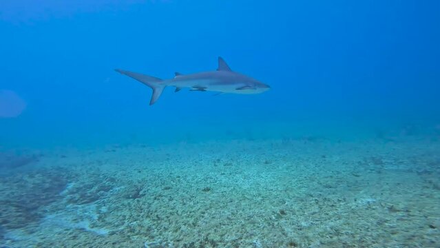 4k video of a Caribbean Reef Shark (Carcharhinus perezii) in Bimini, Bahamas