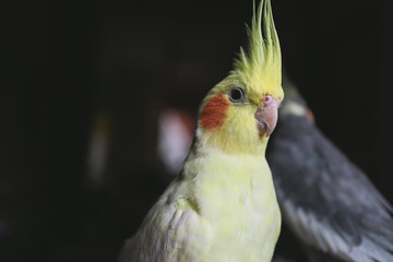 Cute cockatiel parrot.Pet bird.Yellow parrot.Beautiful bird.Yellow cockatiel parrot.Cute cockatiel.Home pet parrot.The best cockatiel.Beautiful photo of a bird.Ornithology.Funny pet.A yellow bird.
