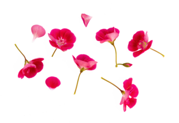 Set of pink flowers and geranium petals. Floral isolated design element, top view / flat lay.Set of pink flowers and geranium petals. Floral isolated design element, top view / flat lay.