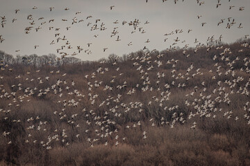 Thousands of Snow Geese fly over the marsh