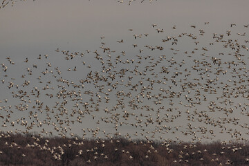 Thousands of Snow Geese fly over the marsh