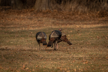 Flock of Wild Turkeys making their way into the woods