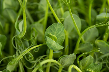 A large number of green pea sprouts, pea plants
