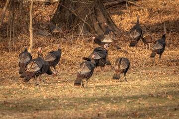 Flock of Wild Turkeys making their way into the woods