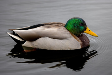 Mallard on the water