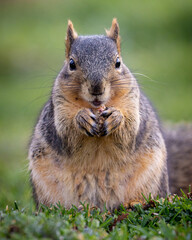 Naklejka na ściany i meble squirrel eating a nut