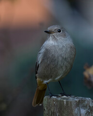 sparrow on a fence