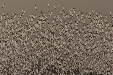 Thousands of Snow Geese fly over the marsh
