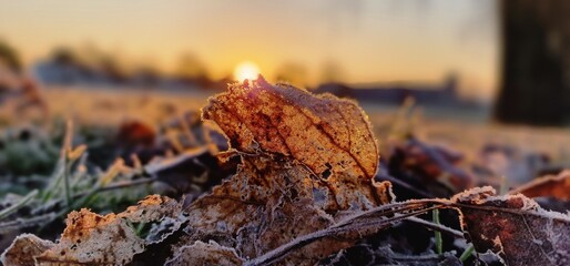 sunset in the forest