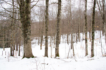 Foresta Innevata