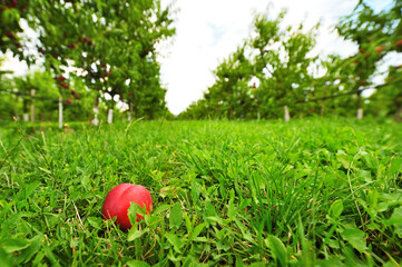 red ripe peach or nectarine close-up in the grass