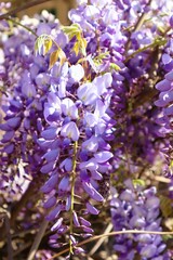 close up of flowers