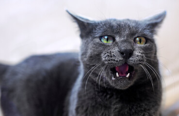 beautiful gray beautiful Burmese cat growls on a light background. horizontal.