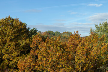 Mixed forest in the autumn season with different deciduous trees