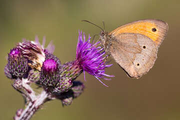 meadow brown butterfly on thistle