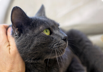 caressing a cute muzzle of a gray cat in profile with a female hand. horizontal