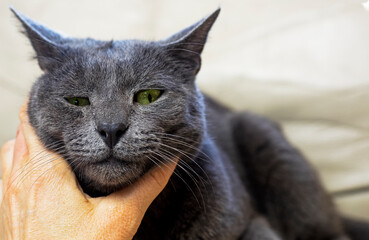 scratching the neck of a gray disgruntled Burmese cat with a female hand. horizontal.