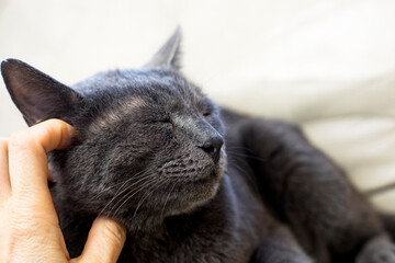scratching the right ear of a gray disgruntled Burmese cat with a female hand. horizontal.
