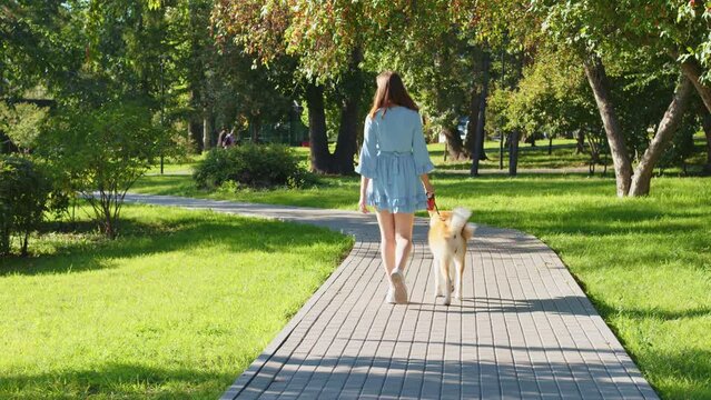 Beautiful girl in dress walks dog on leash in urban park. Back view. Young woman going with Akita Inu along paved path surrounded by grass, trees. Caucasian lady with pet spend time on city street