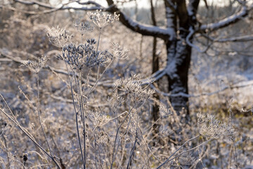Obraz premium Bare deciduous trees in the forest in winter