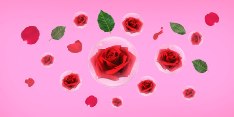 Fototapeta na wymiar Red rose in bubble with green leaves and rose petals on pink background