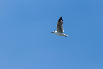 One seagull flying.The seagull is flying in the bright sky.