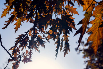 Orange oak foliage close up