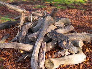 wooden trunks on the green grass in the park,wood harvesting