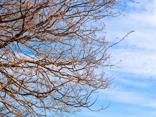 crowns of trees on the blue sky background in the forest