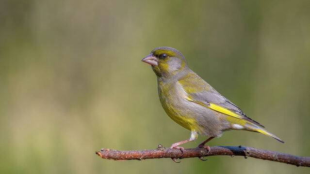 European Greenfinch. Yellow songbird sitting on a branch.