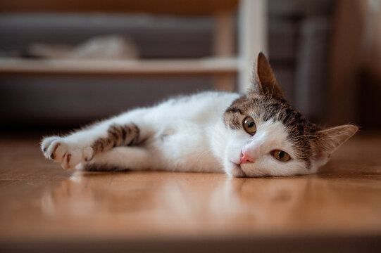 Beautiful kitty laying in compy home, rescued cat