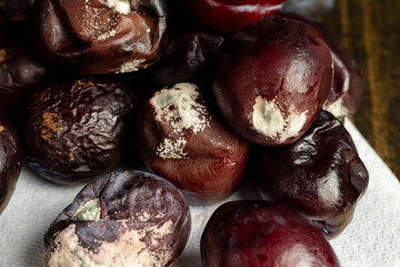A bunch of spoiled mold-covered plums, close up