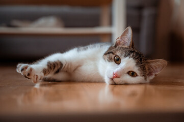 Beautiful kitty laying in compy home, rescued cat © Bokehed