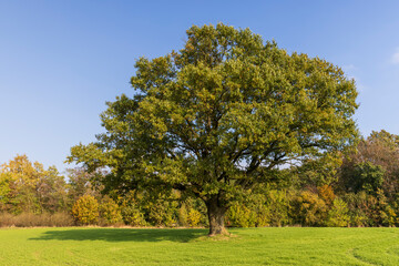 Fototapeta na wymiar Changes in oak foliage in early autumn