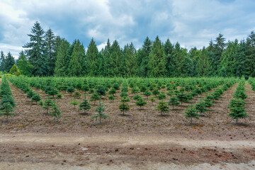 Fototapeta na wymiar Tree farm field with planting stock. Small pine trees at the road