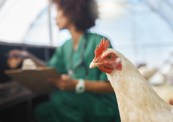 Veterinary, farm and zoom of chicken with nurse for health checklist, wellness and inspection....