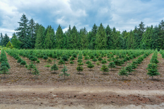 Tree farm field with planting stock. Small pine trees at the road