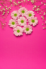 Chrysanthemum and gypsophila flowers on a bright pink background. The concept of  Valentine's Day, International Women's Day and Mother's Day.