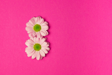 Chrysanthemum in the form of the number eight on a bright pink background. The concept of International Women's Day.