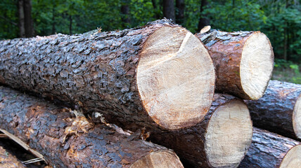 Mountains of round pine logs lie in the forest in summer. Timber harvesting. Business in forestry. Wood price. Import and export, industry. Resource