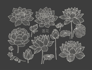 A set of lotus flowers and leaves isolated on a black background. Completed in a drawn linear style.