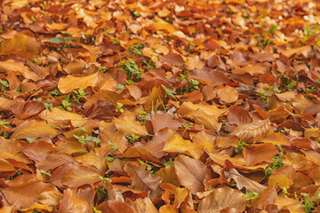 yellow fallen maple leaves in autumn	
