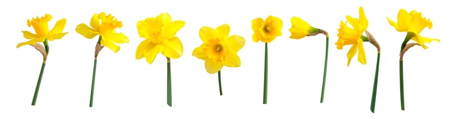Yellow spring flowers daffodils isolated on white background. With clipping path. Flowers objects for design, advertising, postcards. Narcissus flowers - obrazy, fototapety, plakaty