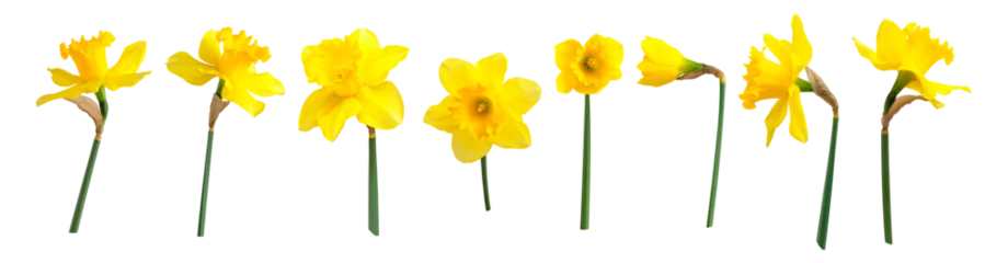 Foto op Plexiglas Yellow spring flowers daffodils isolated on white background. With clipping path. Flowers objects for design, advertising, postcards. Narcissus flowers © olgaarkhipenko