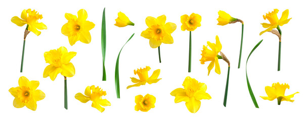 Yellow spring flowers daffodils isolated on white background. With clipping path. Flowers objects...