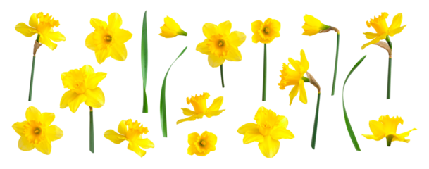 Yellow spring flowers daffodils isolated on white background. With clipping path. Flowers objects for design, advertising, postcards. Narcissus flowers